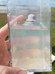 Branchinecta conservatio