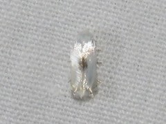 Pseudopostega quadristrigella