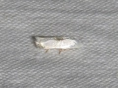 Pseudopostega quadristrigella