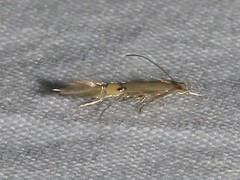 Cosmopterix fernaldella