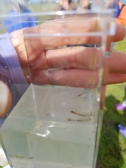 Branchinecta conservatio