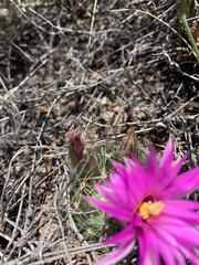 Mammillaria wrightii wrightii