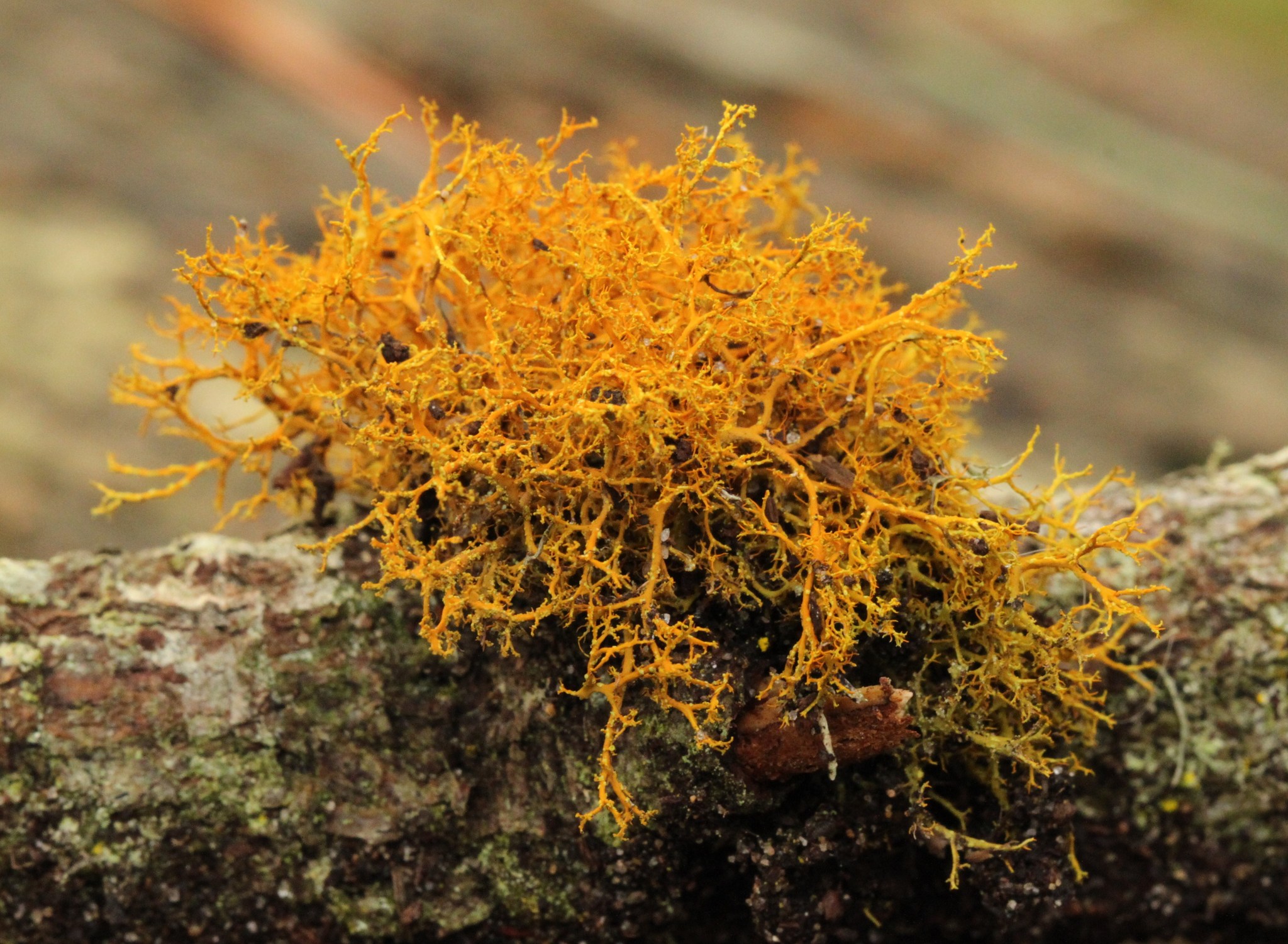 Teloschistes flavicans image