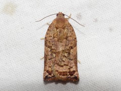 Archips oporana