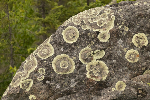 Concentric Ring Lichen
