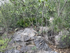 Anthurium crenatum