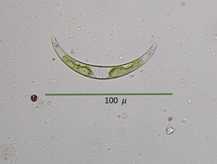 Closterium incurvum