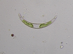 Closterium incurvum