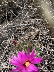 Mammillaria wrightii wrightii