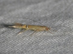 Cosmopterix fernaldella