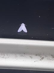 Spilosoma vestalis