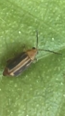 Heikertingeria clarki