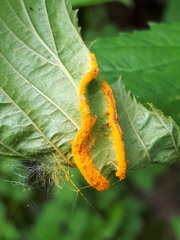 Triphragmium ulmariae