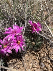 Mammillaria wrightii wrightii