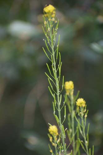 Mountain tansymustard (Descurainia incana)