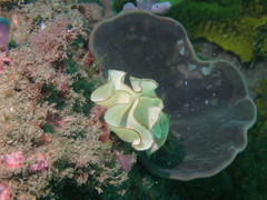 Teichonopsis labyrinthica