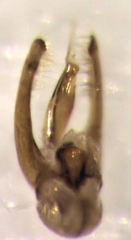 Pseudoexeirarthra colorata