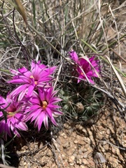 Mammillaria wrightii wrightii