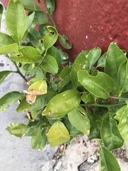 Citrus × aurantiifolia