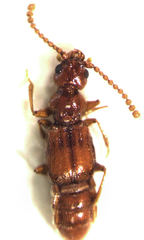 Pseudoexeirarthra colorata