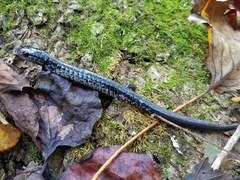 Plethodon glutinosus