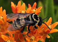 Triepeolus remigatus