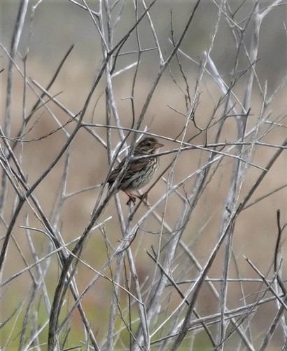 photo of Savannah Sparrow (Passerculus sandwichensis)