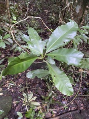 Eumachia frutescens
