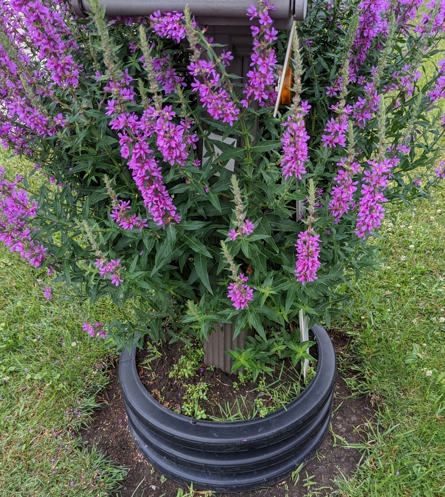 purple loosestrife from Erie County, USNY, US on July 9, 2021 at 0204