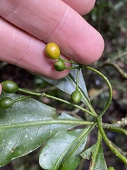Eumachia frutescens