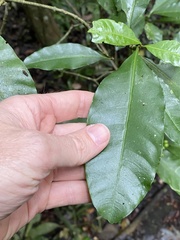 Eumachia frutescens