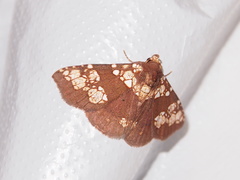 Saroba pustulifera