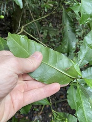 Eumachia frutescens