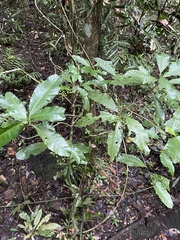 Eumachia frutescens