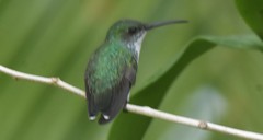 Chlorostilbon assimilis