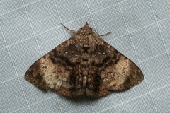 Diomea diffusifascia