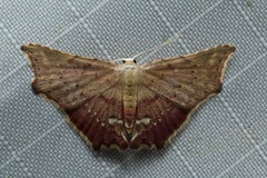 Enispa eosarialis