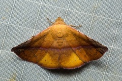 Eublemma crassiuscula