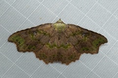 Laspeyria viridicincta