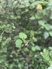 Croton betulinus