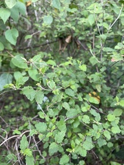 Croton betulinus
