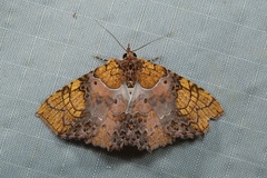 Tamba euryodia