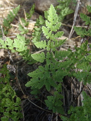 Myriopteris wrightii