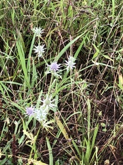 Eryngium hookeri