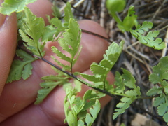 Myriopteris wrightii