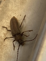 Enaphalodes hispicornis