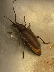 Enaphalodes hispicornis