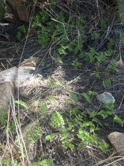 Myriopteris wrightii