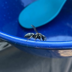 Euodynerus leucomelas