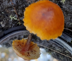 Gymnopilus austropicreus